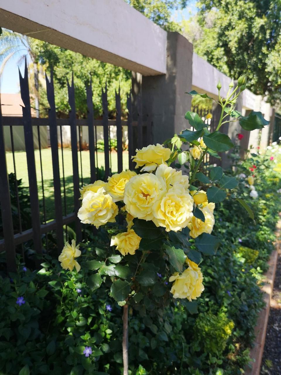Aaa Rose Garden Guesthouse Mookgophong Kültér fotó